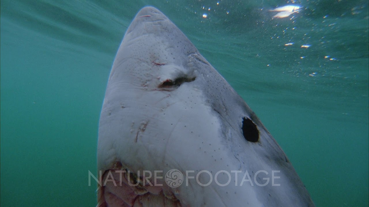 Great White Shark ,White Shark, Carcharodon Carcharias,