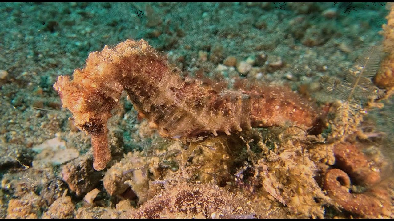 Muck Diving in Lembeh, Indonesia, 2025 in 4K (Vol. 2)