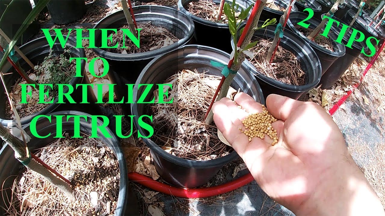 2 Simple Tips | When To Fertilize Your Citrus Trees