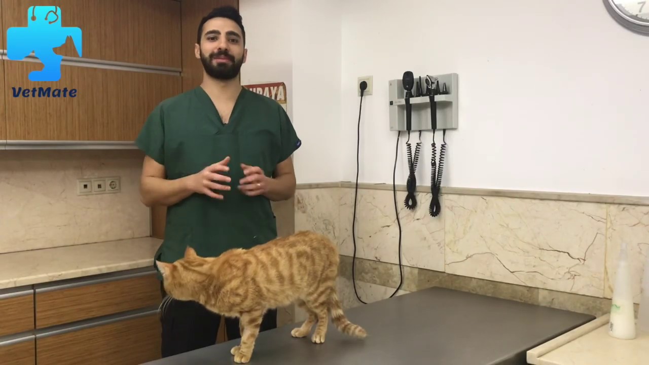Kedilerde Kısırlaştırmanın bir zararı var mı ?