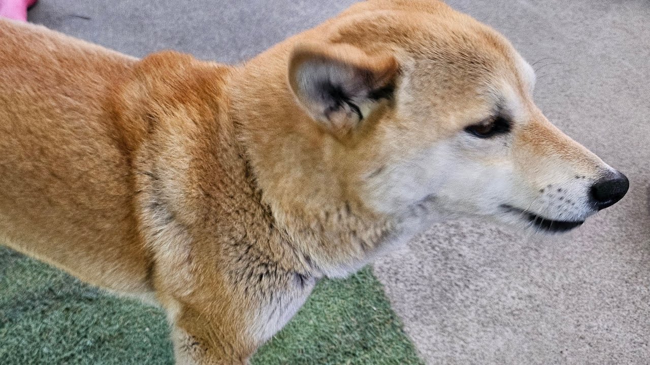 #しばいぬ サクラの昼散歩260306