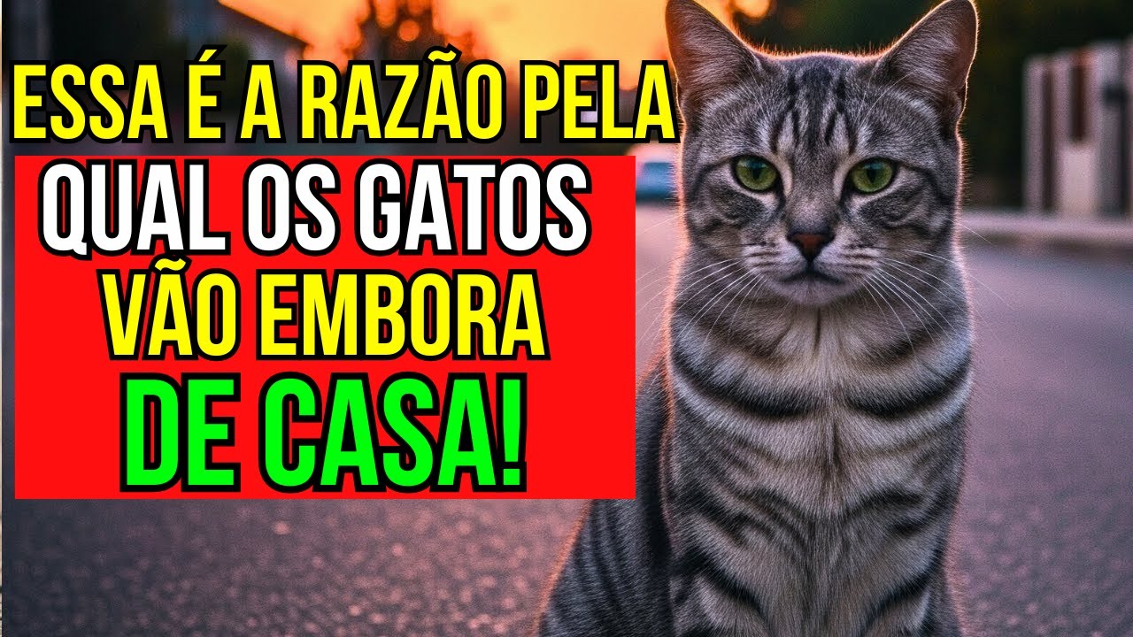 Por que os gatos domésticos vão embora e nunca mais voltam? A verdade que ninguém nunca te contou!