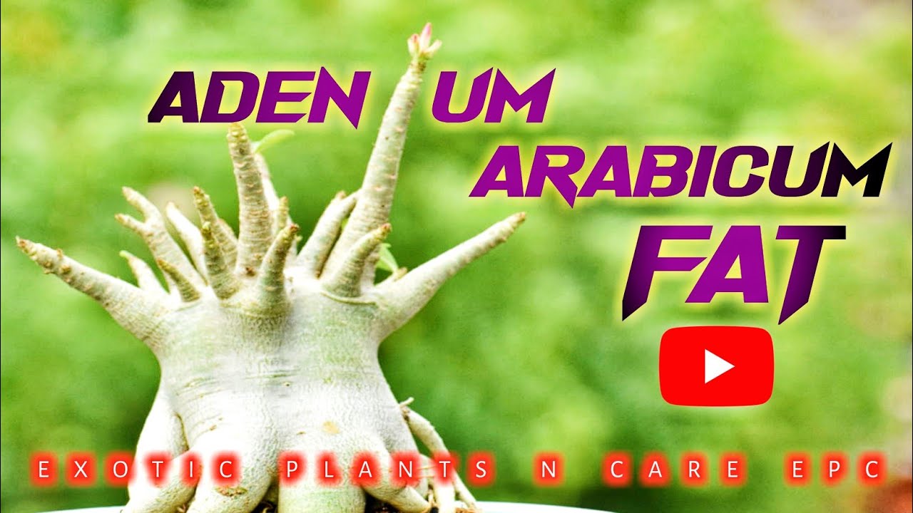 Time Intervel Of Adenium Arabicum Growth | Exotic Arabicum Adenium Plant Fat
