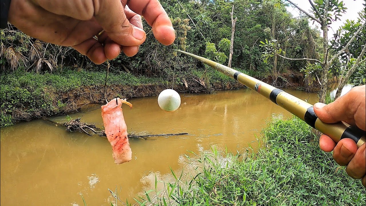 FILETEI UMA TRAÍRA E USEI ELA DE ISCA, olha a encrenca que arrumei. Pesca caipira.