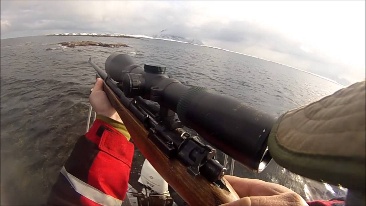 Seal hunting in Norway 2013