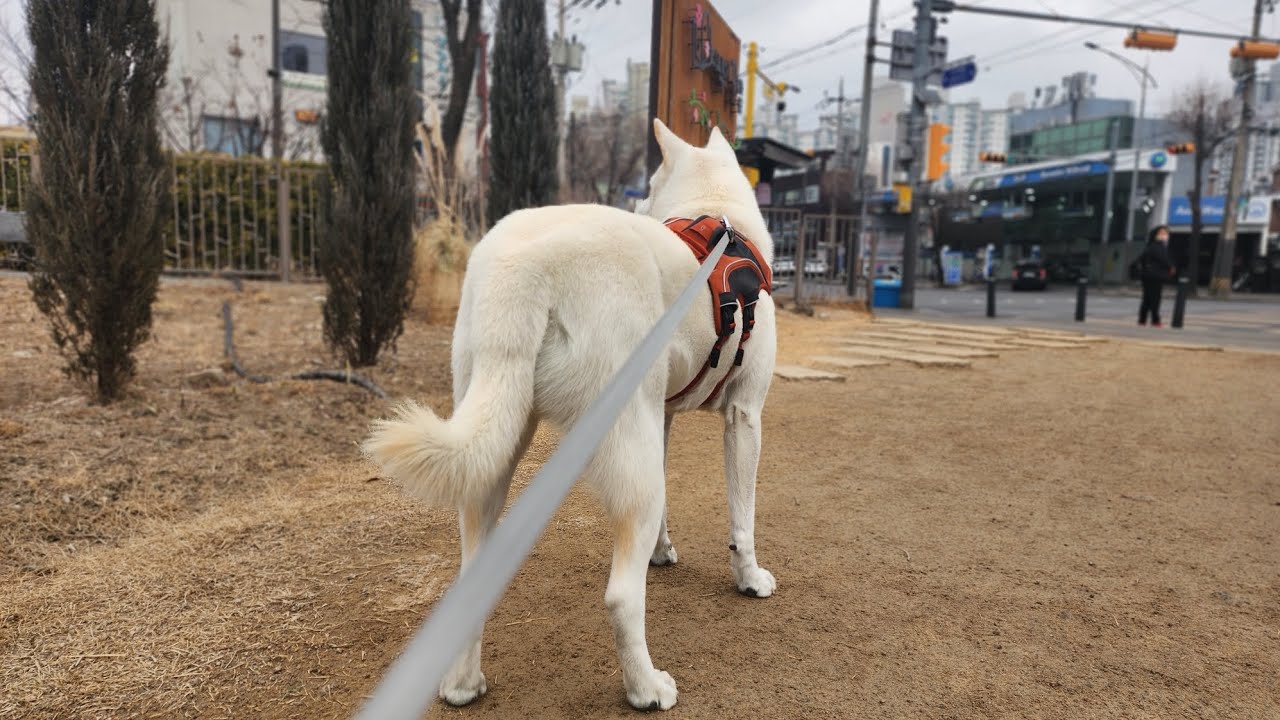 두부(진도개)의 506일차 아침산책 