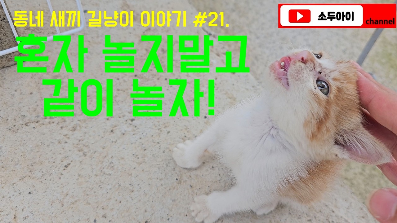 혼자 놀지말고 같이 놀자! / 동네 새끼 길냥이 이야기 #21. #길고양이 #길냥이 #새끼고양이 #새끼길고양이 #간택 #고양이간택 #kitten #kittenrescue #cat
