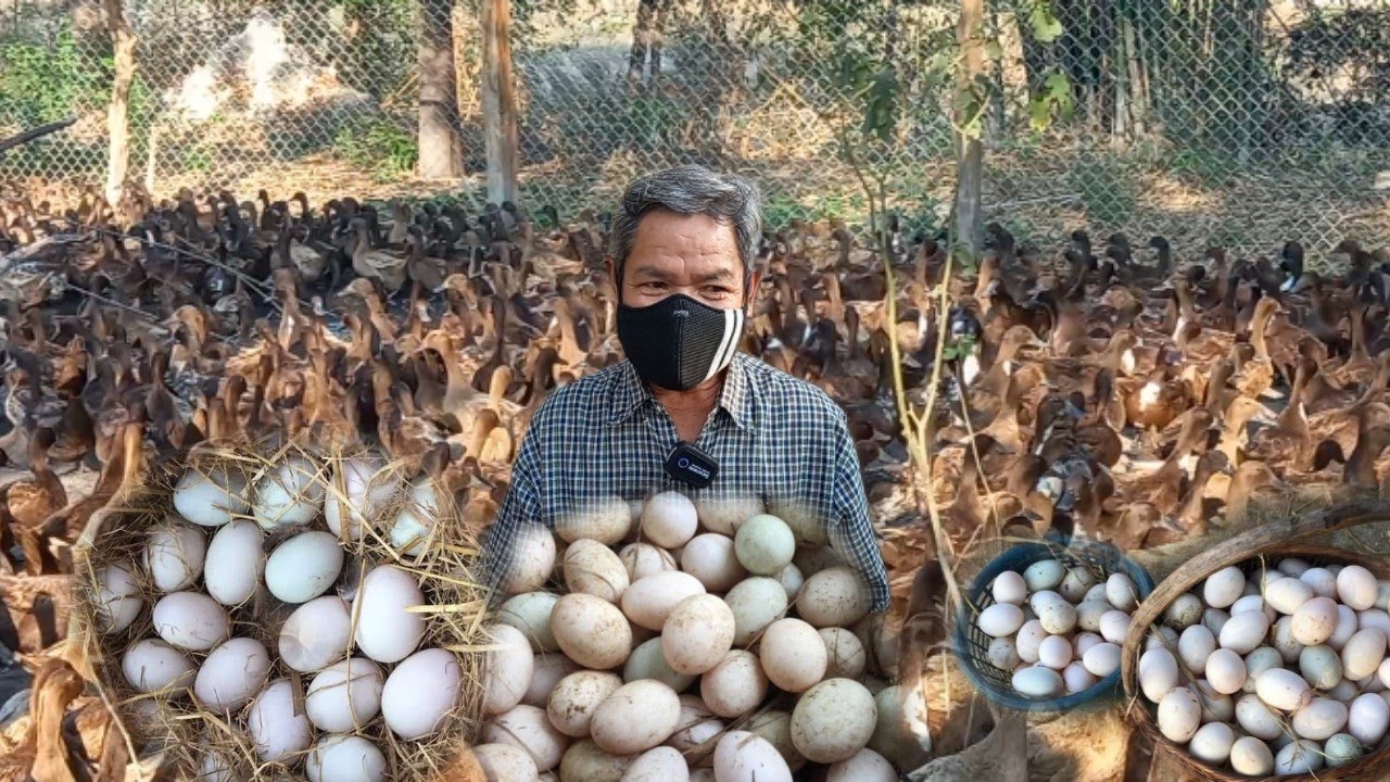 สุดยอดการเลี้ยงเป็ดไข่ทำรายได้ทุกวัน เลี้ยงมาเป็น10ปี มีกิน มีใช้ไม่ขาดมือ...