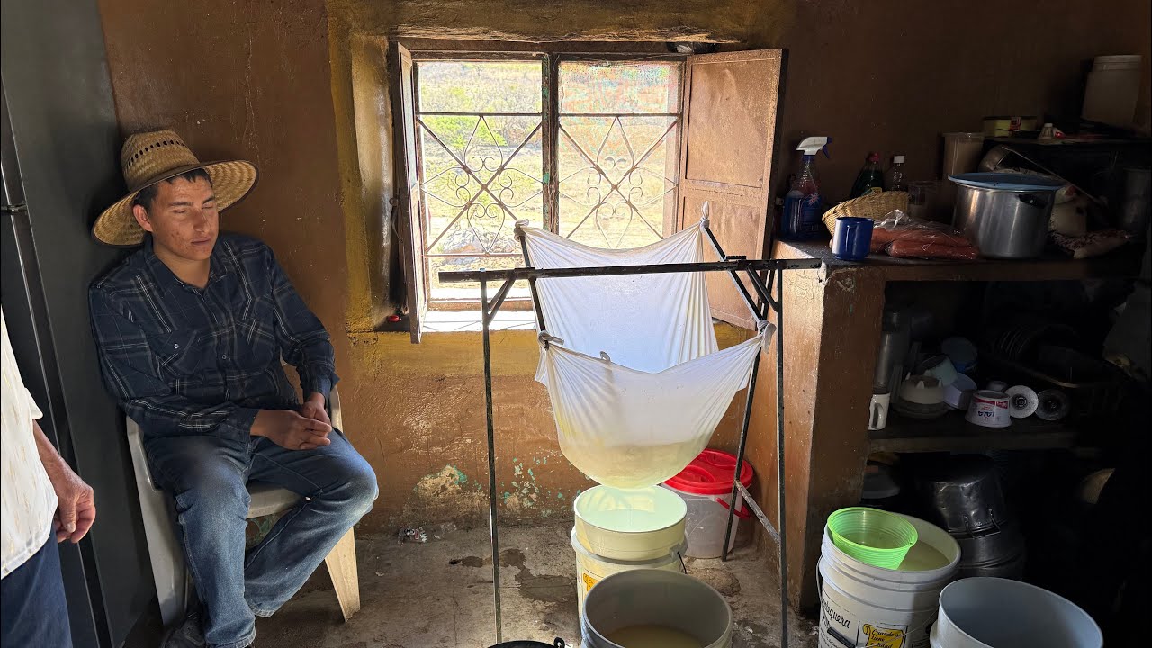 Haciendo queso en el Pino de los Reyes