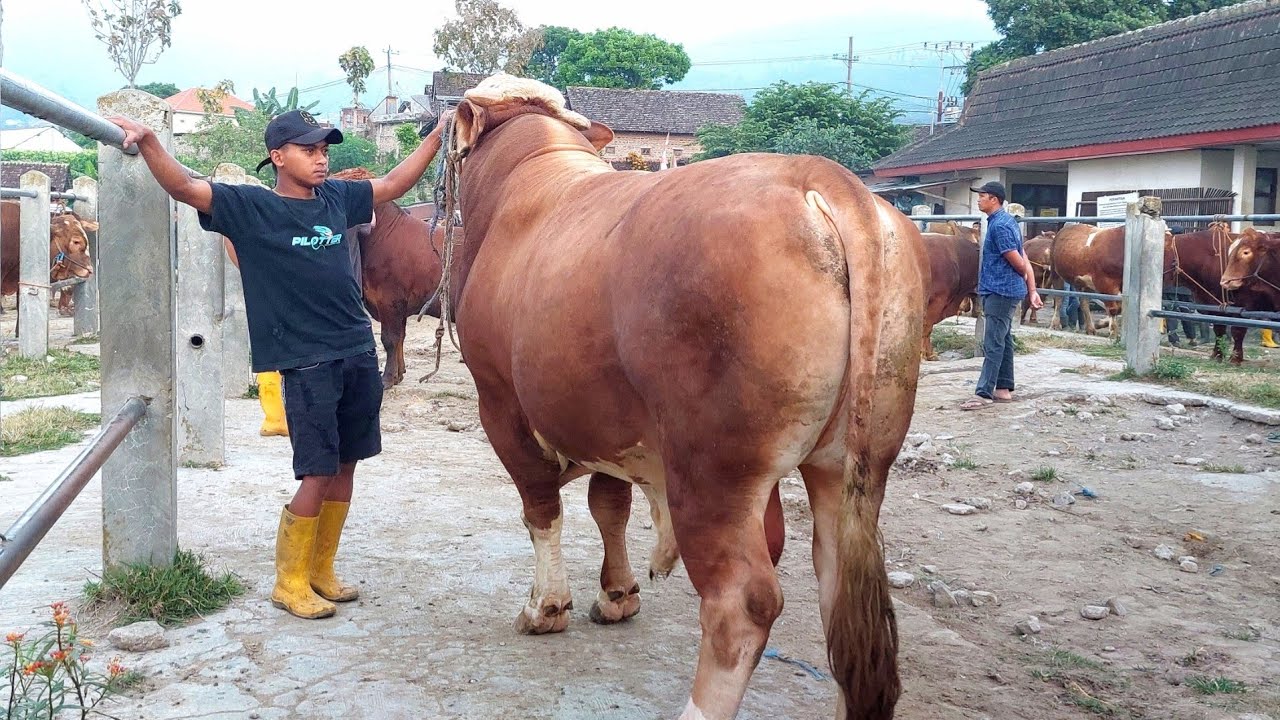 45 JUTA‼️ LIMOUSIN SUPER FULL DAGING🔥 PASAR SAPI PLAOSAN