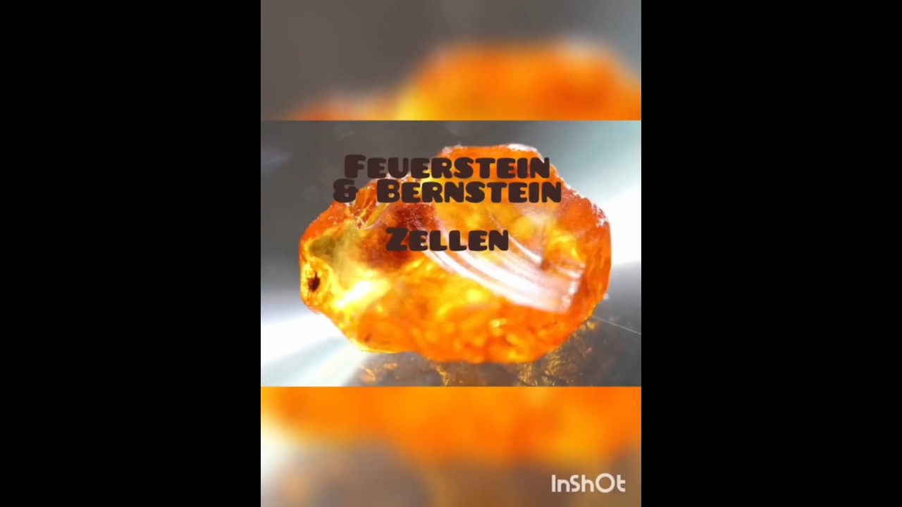 "Feuerstein & Bernstein Zellen" 
