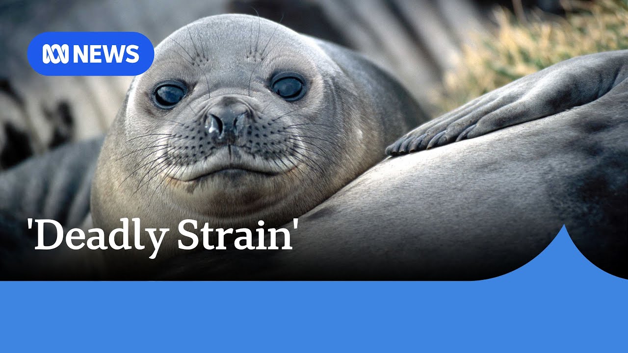 Bird flu confirmed in elephant seal population on Australia's Heard Island | ABC NEWS