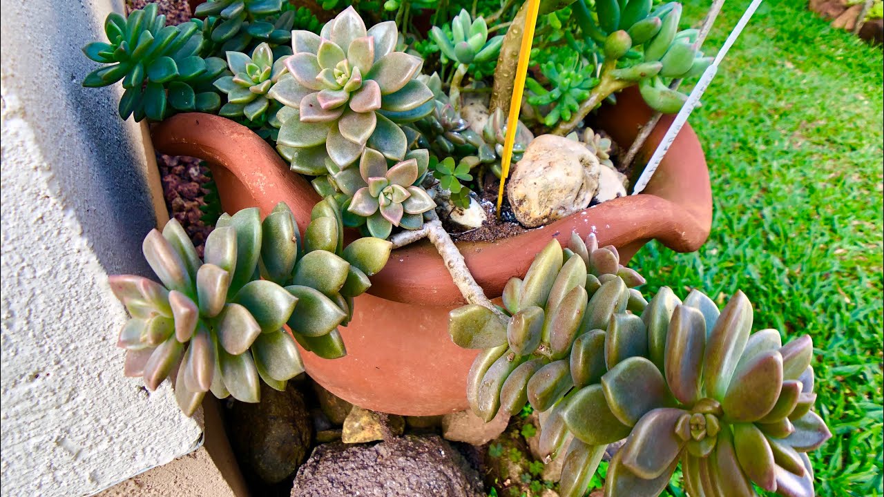 SUCULENTAS DE SOL INTENSO - Como plantar Graptosedum Bronze
