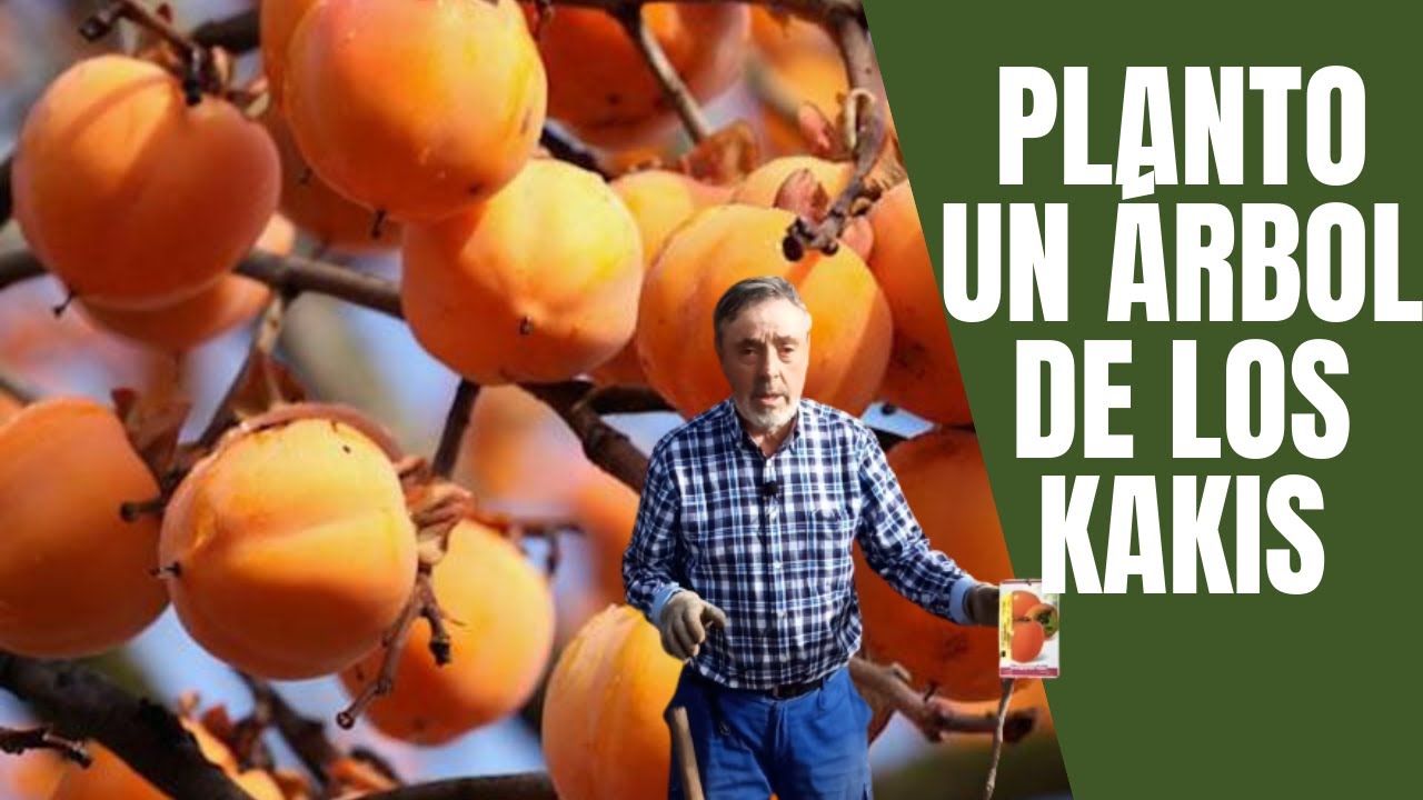 Cómo plantar un árbol de KAKIS en 5 MINUTOS