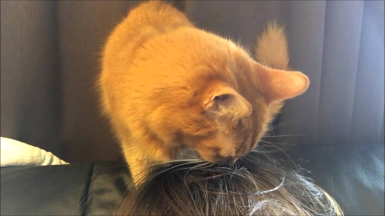 髪の毛を舐める猫