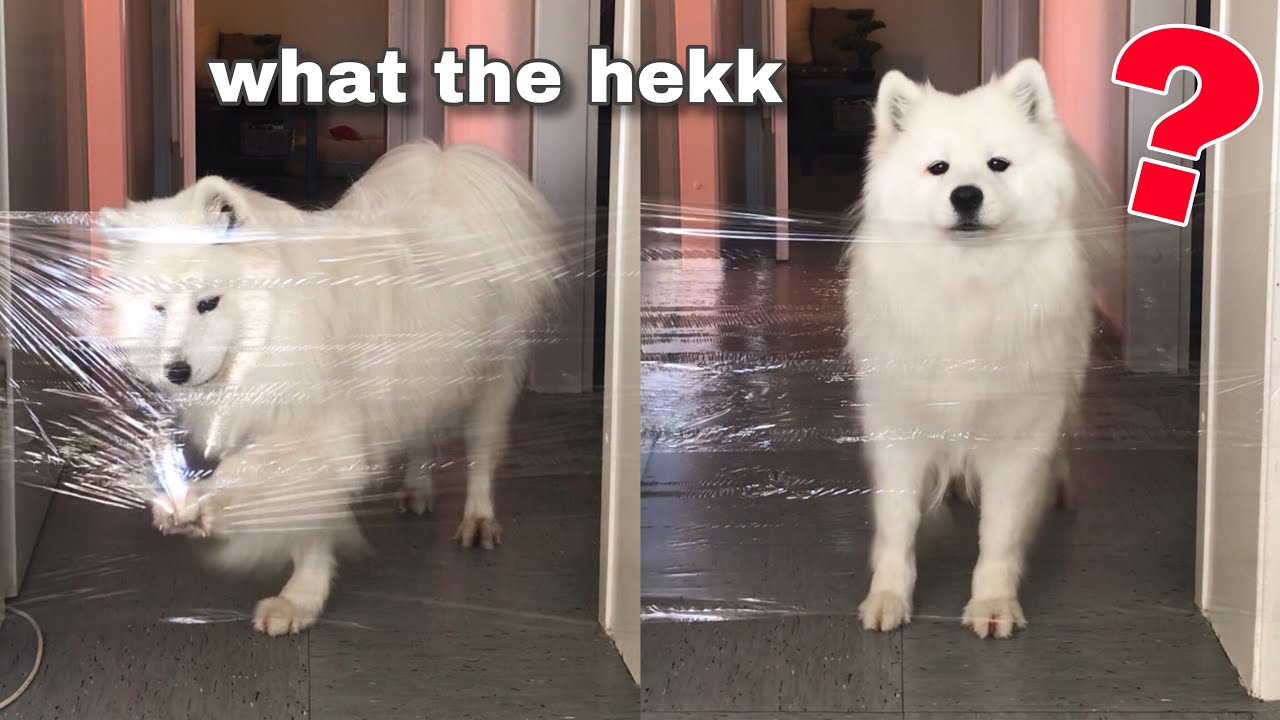 My Dog’s Reaction To The Invisible Challenge