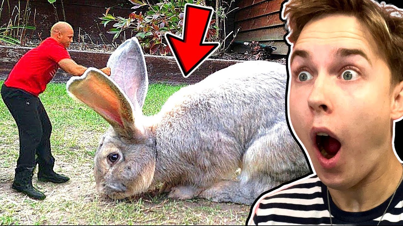 De STØRSTE DYR Fanget På Kamera!!