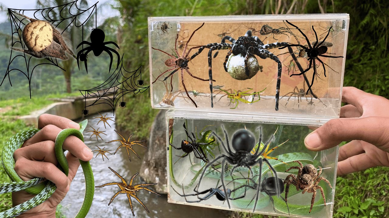 Hunting Top Fishing Spider Along The River !! River Spider, Wolf Spider, Gagamba Kuryente