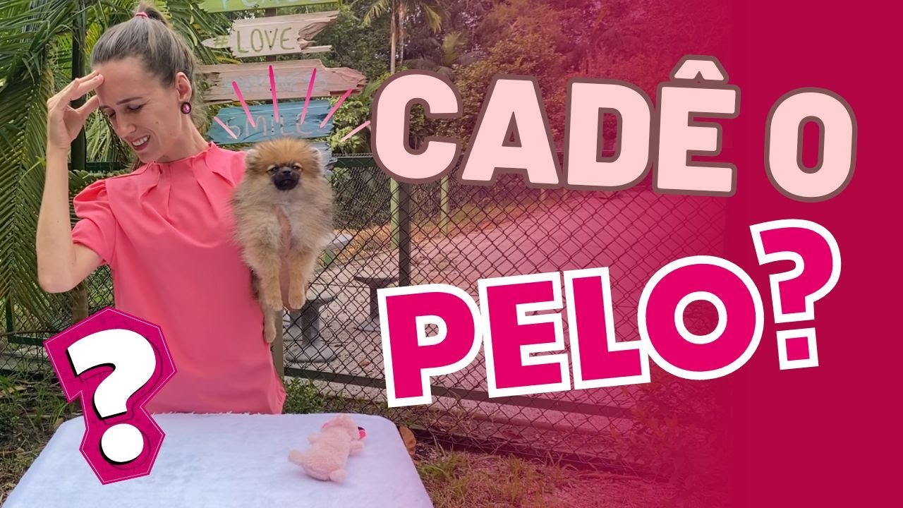 Pelagem FILHOTE SPITZ ALEMÃO com 4 meses