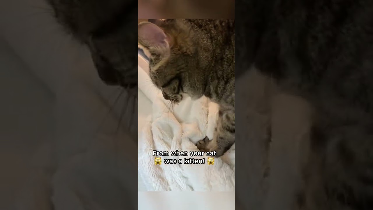 ЭТО СЕКРЕТНАЯ причина, по которой кошки &laquo;делают печенье&raquo;! #шорты