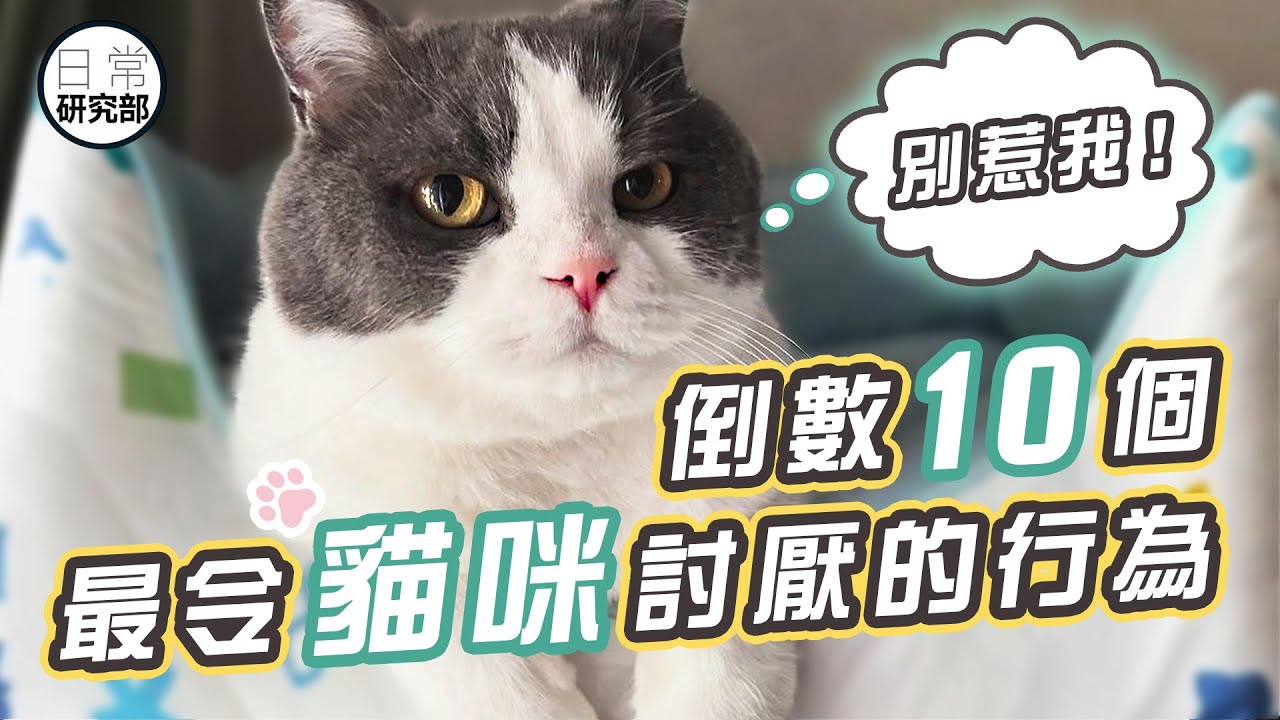 做這10件事貓會跟你翻臉！｜貓咪的底線！