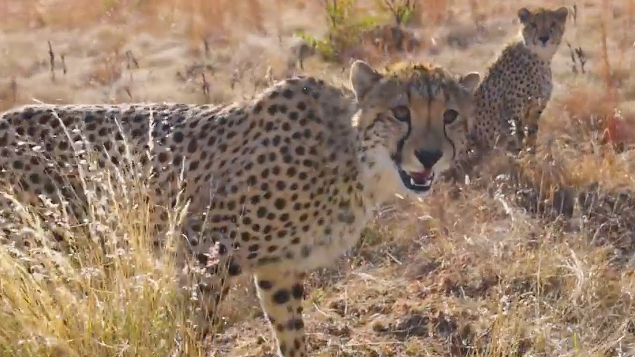 Kevin Joins A Cheetah Hunt | The Lion Whisperer