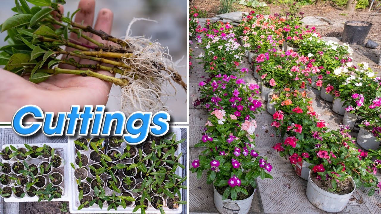 How to grow multi-colored Periwinkle by stem cuttings