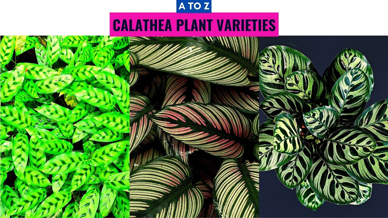 Calathea Plant Varieties A to Z