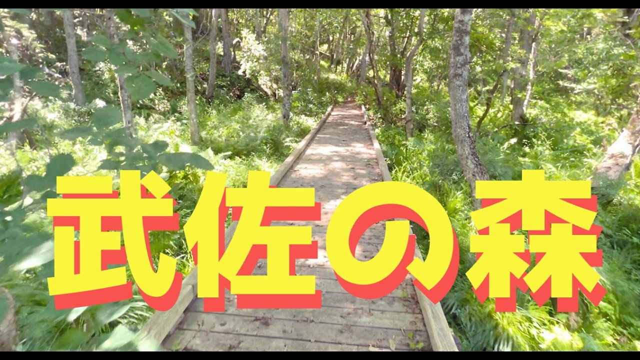 【4K動画】【武佐の森】釧路の原生林で味わう静かな森時間｜自然音に包まれて過ごす森林トレイル散策