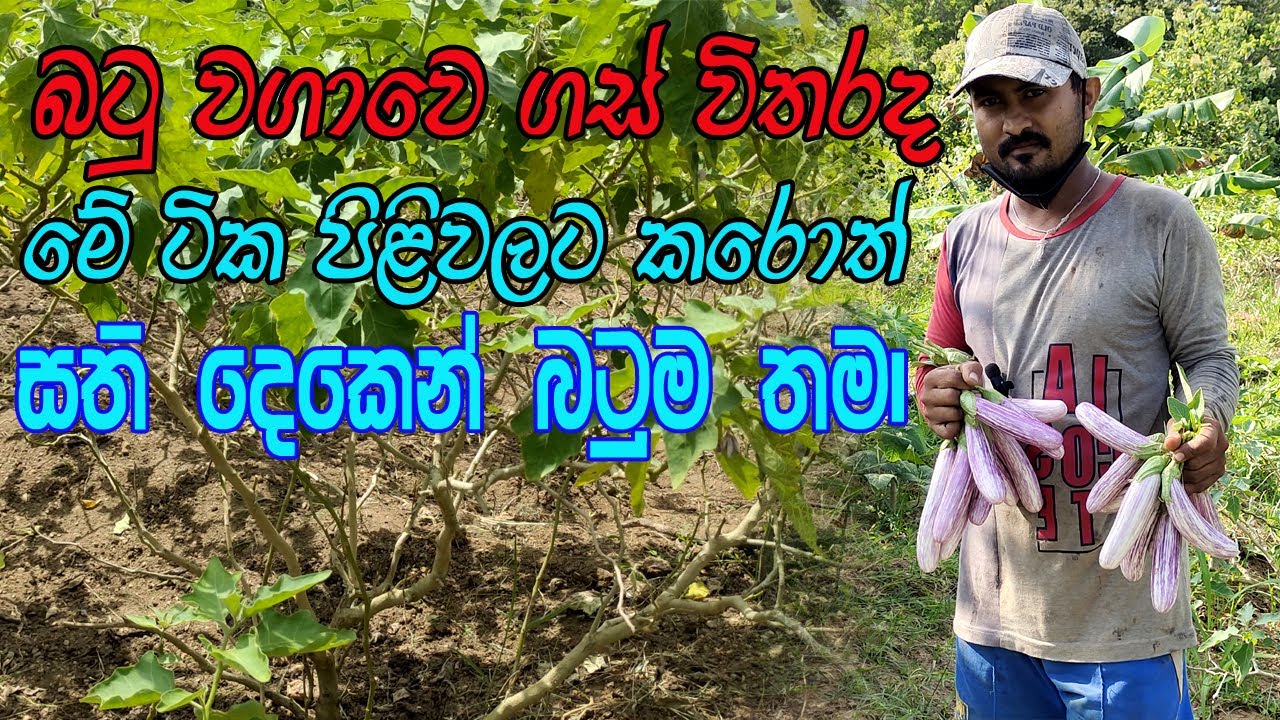 බටු වගාවේ ගස් විතරද මෙන්න විසදුම / batu wagawa / wambatu wagawa / බටු වගාවේ පොහොර යෙදීම