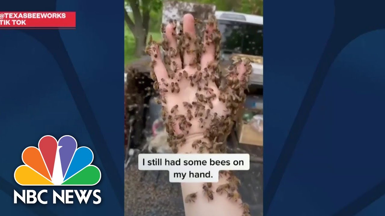 Why TikTok Users Are Criticizing Viral Beekeeping Influencer