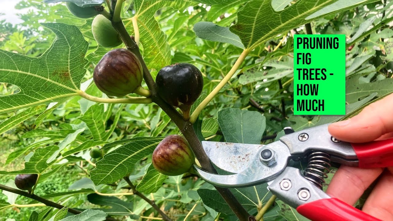 How Much to Prune a Fig Tree: WATCH THIS before Cutting