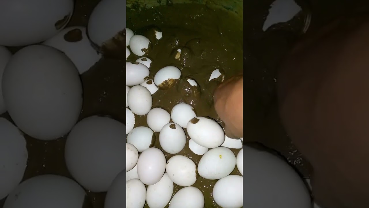 Diskarte sa paggawa ng itlog na maalat 