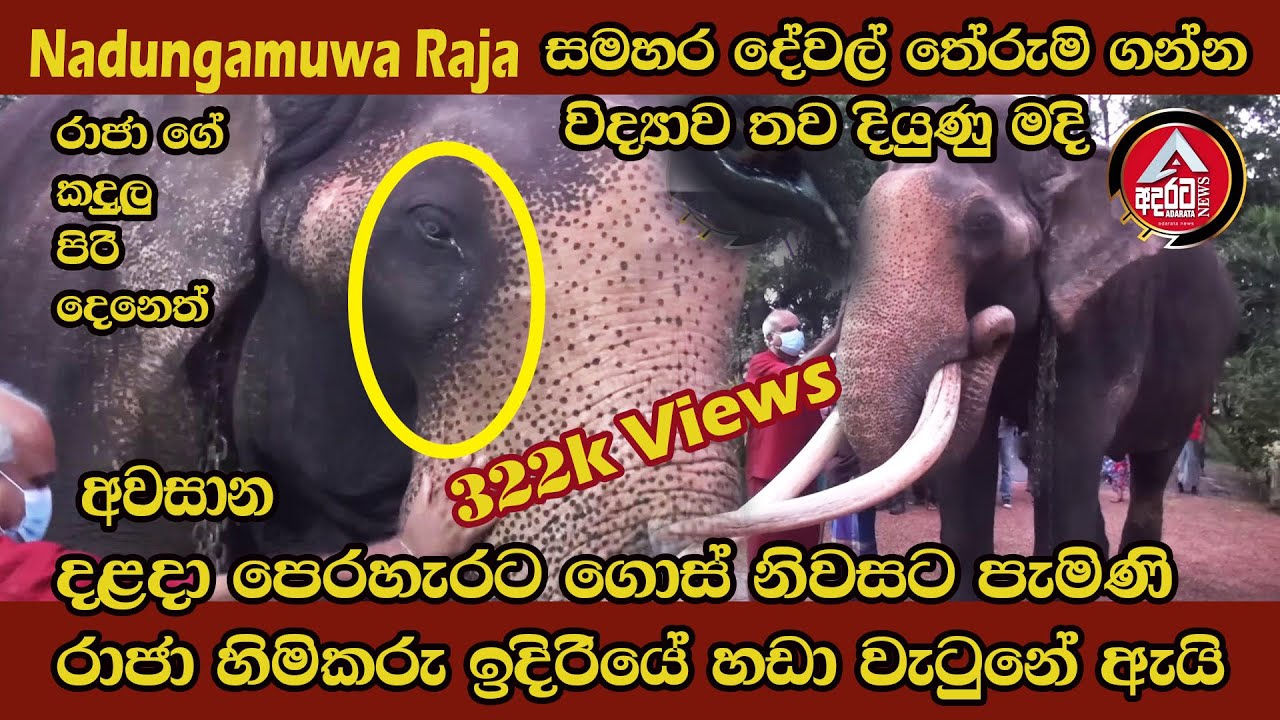 Nadungamuwa Raja /මෙවර දළදා පෙරහැරට ගොස් නිවසට පැමිනි රාජා හිමිකරු ඉදිරියේ හඩා වැලපුනේ ඇයි ? ADARATA
