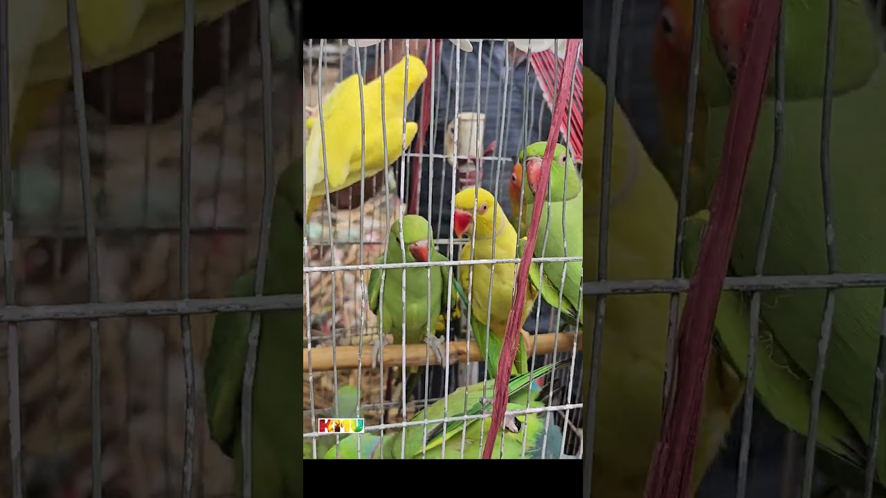 Sunday Lalukhet Birds Market Karachi