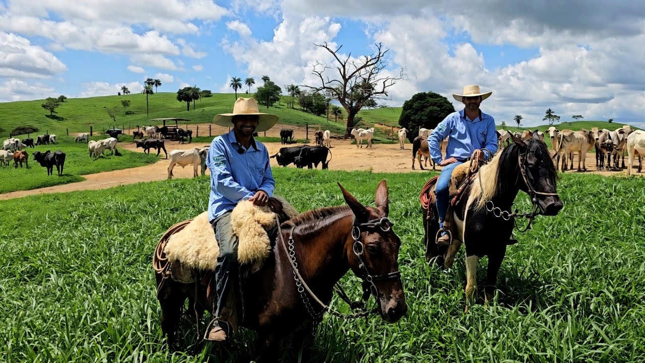 ELE RECRIA BOI COM MUITA LUCRATIVIDADE