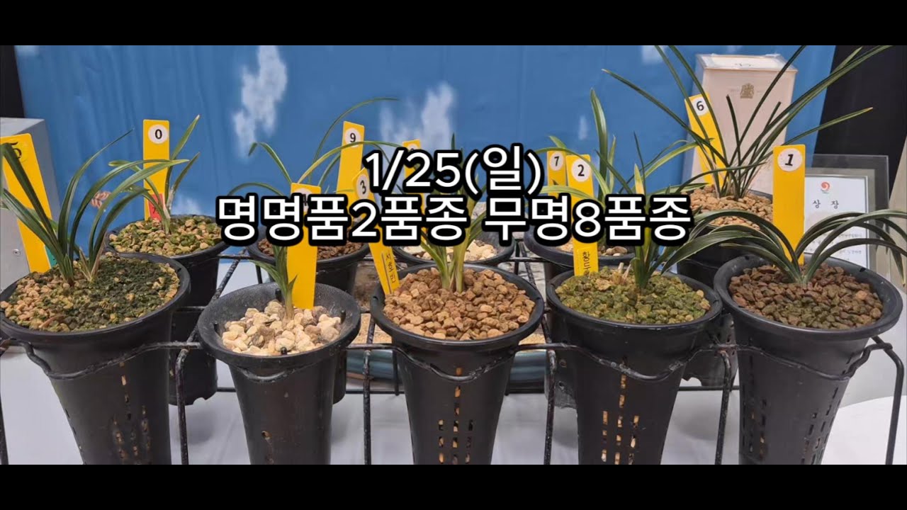 0125 신라 황두 서호반 단엽중투 아가씨 장단엽중투 산반단엽 서반단엽 산반호 사계