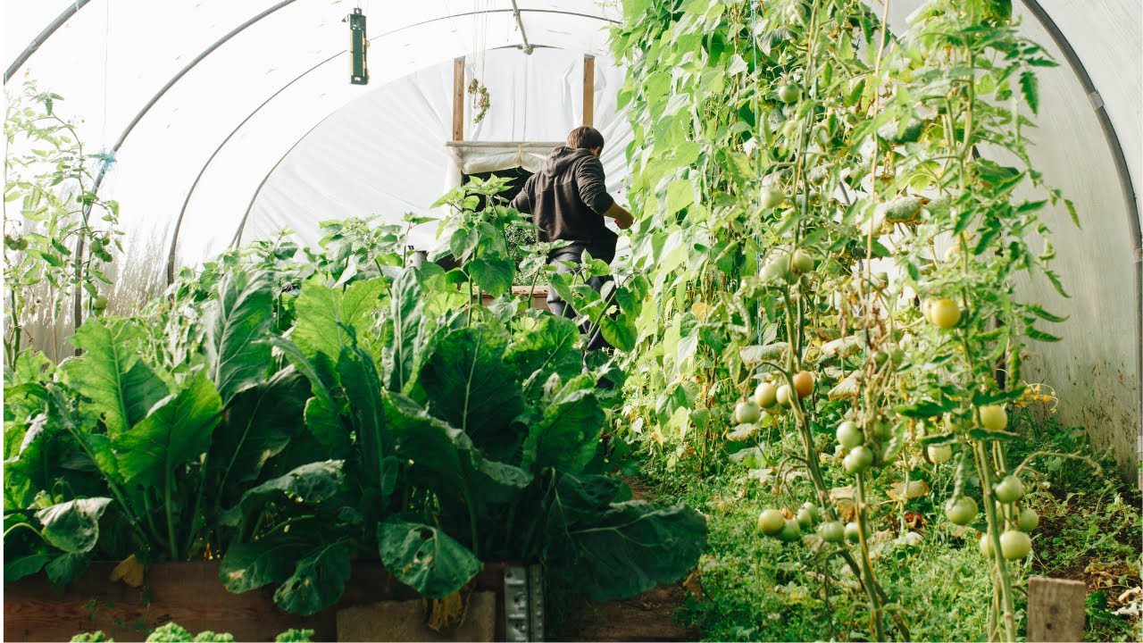 Grow Your Own Food at Home | Beginner Gardening & Homesteading Tips