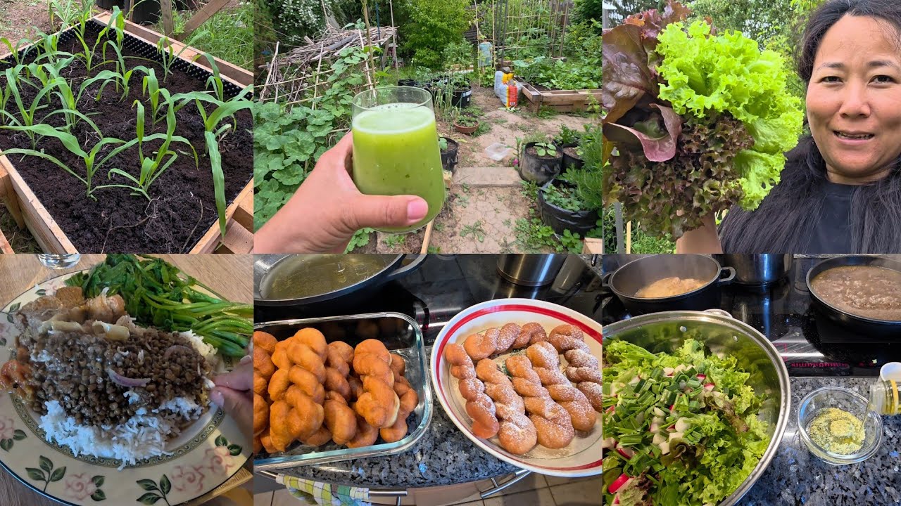 Transplanting Wokha Corn|Harvesting Salads|Pork in Naga Style|My Hubby making twisted doughnuts.