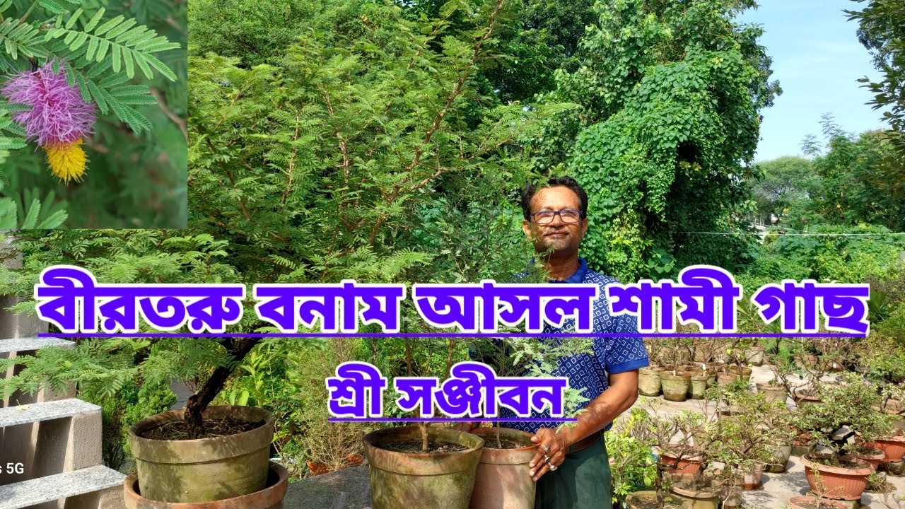বিরতরু বনাম আসল শামি গাছ||Veertaru Vs Real Shami Tree||Shree Sanjiban||