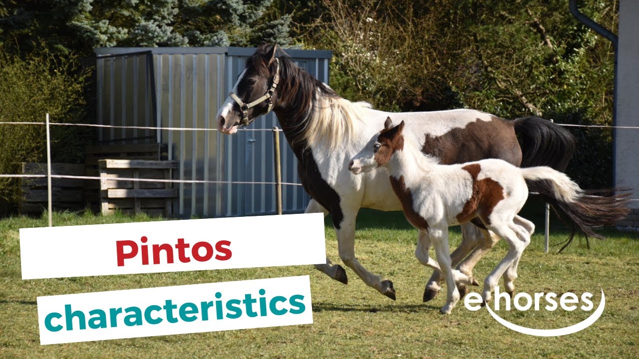 Pintos | characteristics, origin & disciplines
