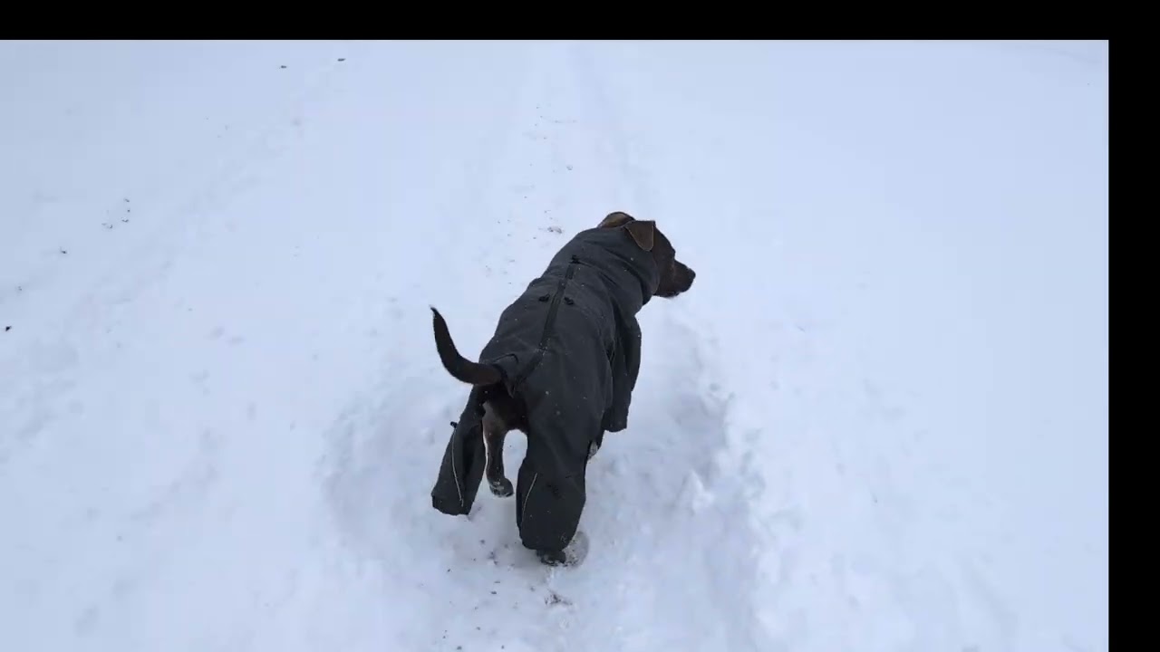 Snow much fun