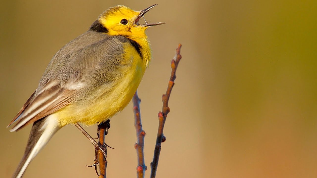 Bird sounds. Citrine wagtail singing