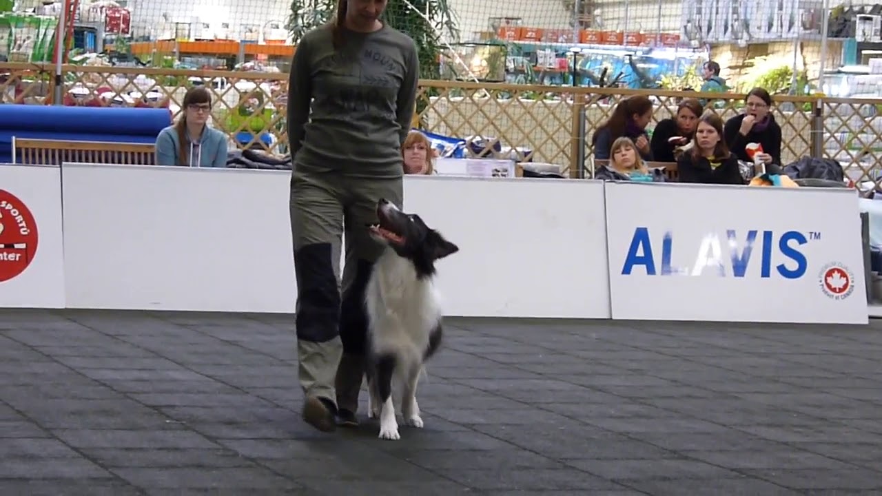 MD3 Hana Maršálová a Blue Charlie od Dupíků