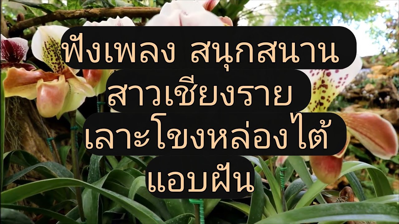 ฟังเพลง สนุกฯ ( ຟັງເພັງມ່ວນໆ )