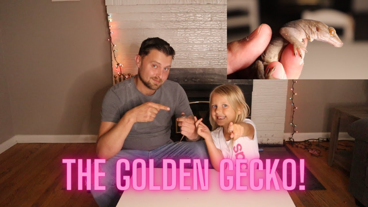 Golden Gecko Care Guide