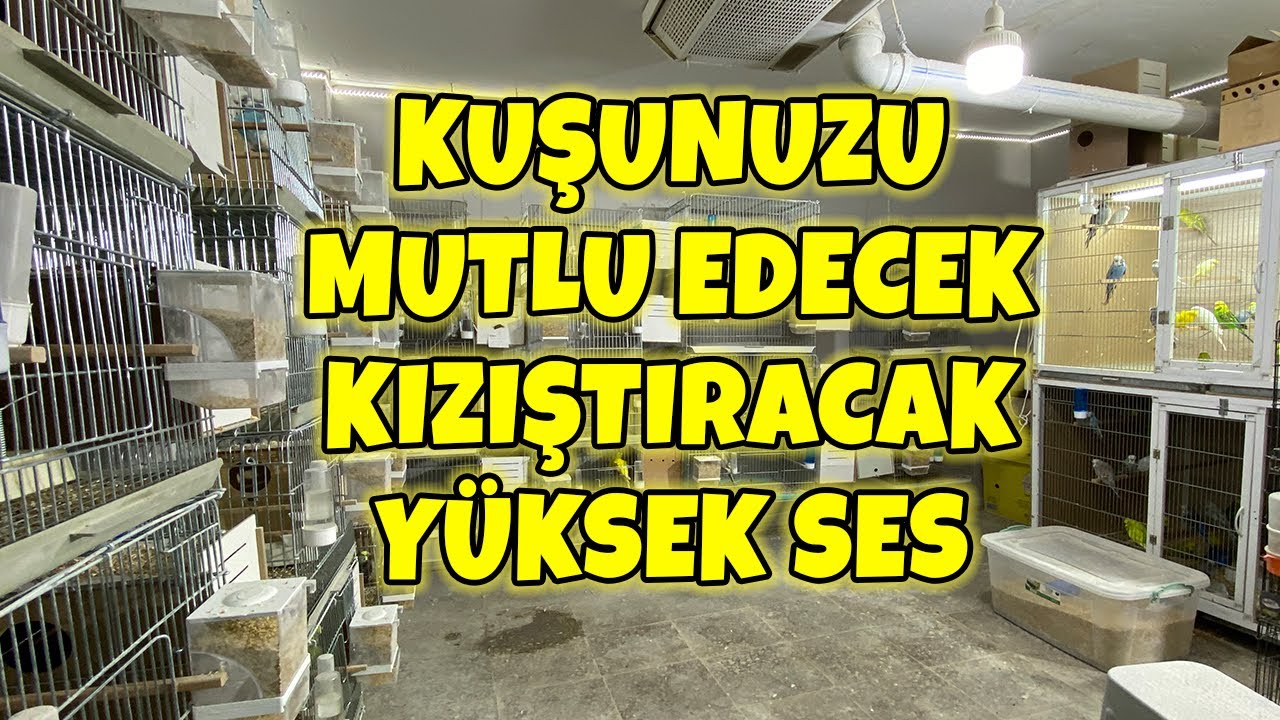 MUHABBET KUŞUNUZU MUTLU EDECEK SES ! KIZIŞTIRICI SES