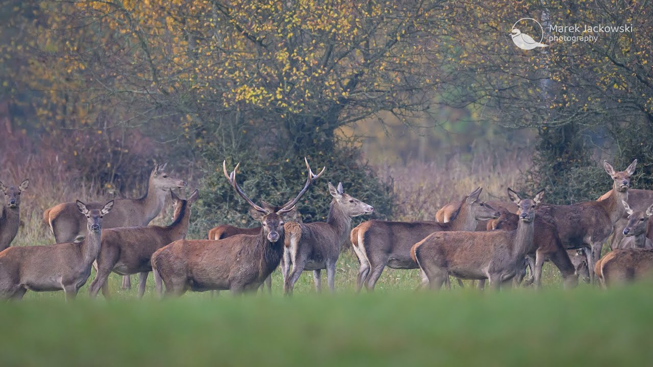 Red Deer Rut - Białowieża National Park, Poland