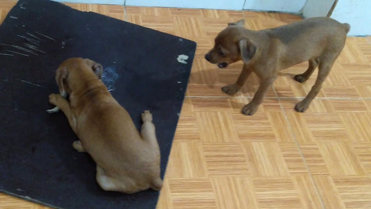 Angry Puppy Barking Madly for Not Sharing Food