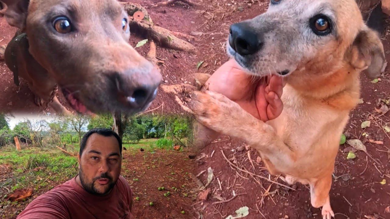 Organizando a los perros antes de la Tormenta ☔️